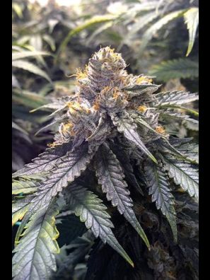 Humboldt - Bubba's Gift