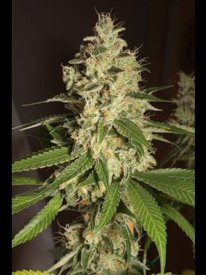 Humboldt - Raspberry Diesel