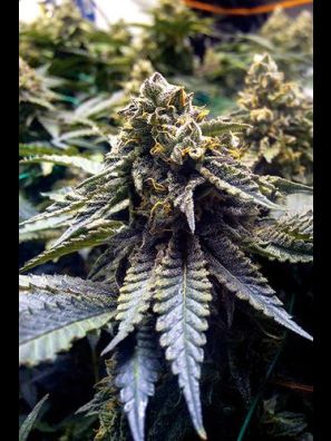 Humboldt - Chocolate Mint OG