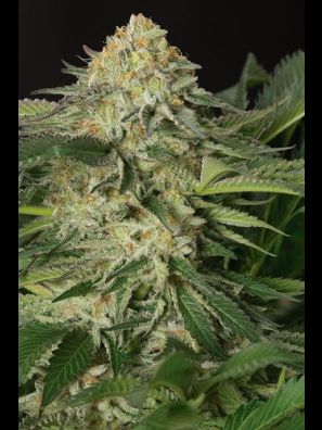 Humboldt - Lemon Garlic OG