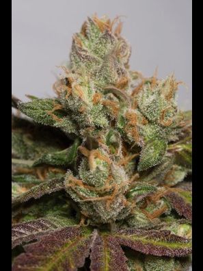 Humboldt - 707 Truthband By Emerald Mountain