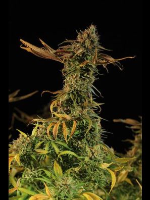 Humboldt - Blueberry Headband
