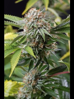 Humboldt - Mango Sapphire