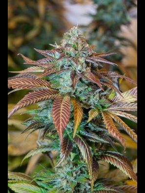 Humboldt - Lemon Kush Headband