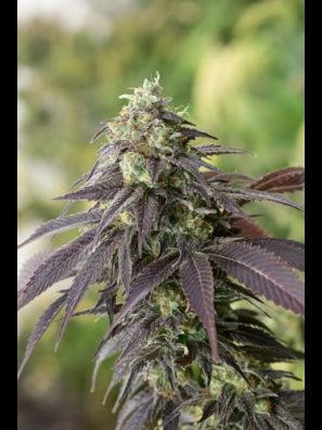 Humboldt - 707 Headband
