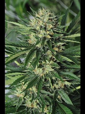 Humboldt - Dr Greenthumb's Em-Dog By B-Real
