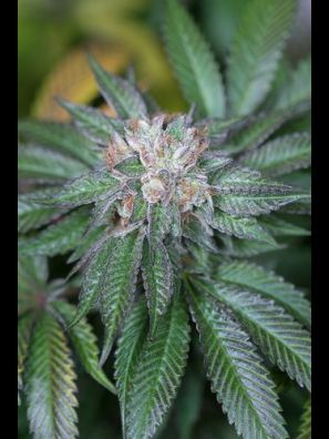 Humboldt - Master Kush