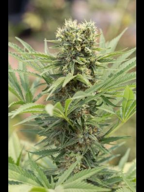 Humboldt - Dedoverde Haze