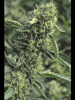 Humboldt - OG Kush