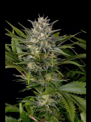 Humboldt - Pineapple Skunk