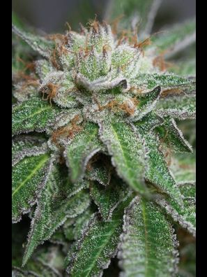 Humboldt - Bubba Kush