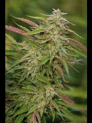 Humboldt - Purple Trainwreck