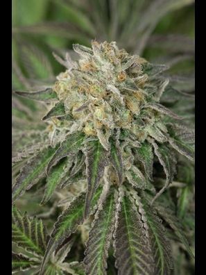 Humboldt - Amherst Sour Diesel