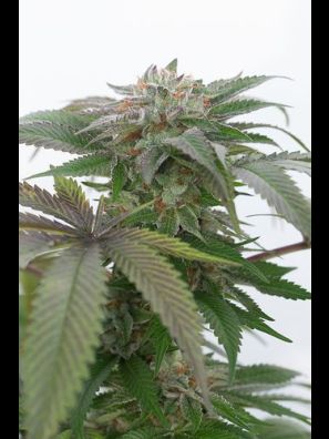 Humboldt - Bubba Kush 2.0