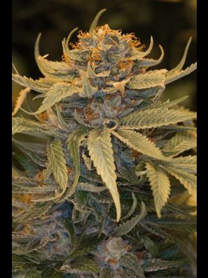 Humboldt - Lost Coast OG