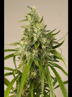 Humboldt - Trainwreck