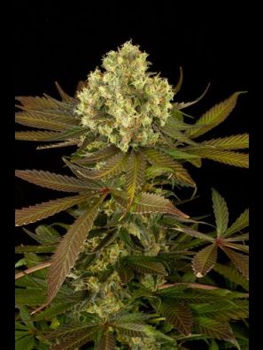 Humboldt - Sour Blueberry