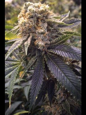 Humboldt - Lost Coast Hash Plant
