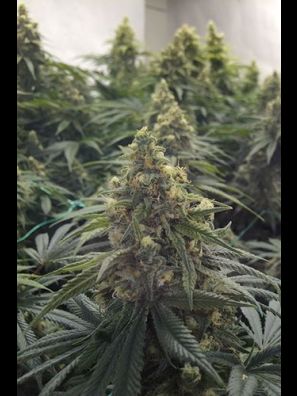 Humboldt - Desert Diesel