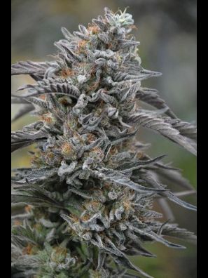 Humboldt - Black D.O.G.