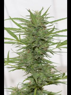 Humboldt - Dr. Greenthumb's Dedoverde Haze Auto