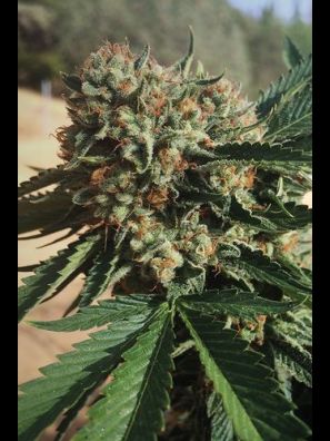 Humboldt - Sapphire OG