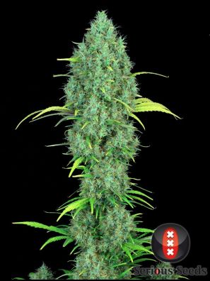 Serious Seeds - Serious 6