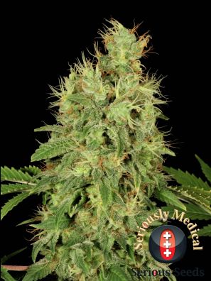 Serious Seeds - CBD Chronic