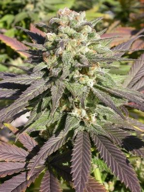 Serious Seeds - CBD-Enriched Warlock