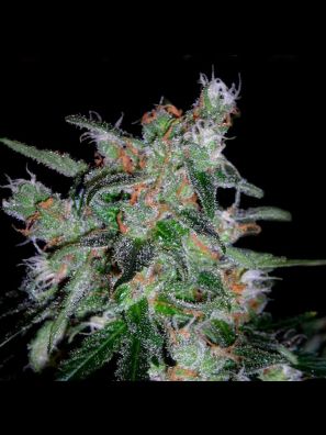 DNA Genetics - 60 Day Lemon