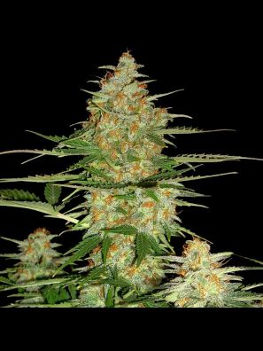 DNA Genetics - 60 Day Wonder