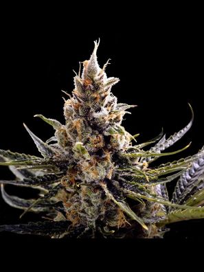 DNA Genetics - 24K Gold