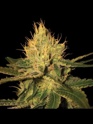 DNA Genetics - Cannalope Haze