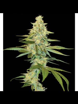 DNA Genetics - Cannalope Kush