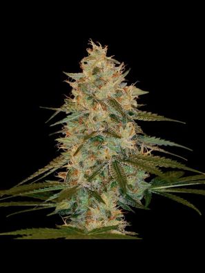 DNA Genetics - Chocolope Kush