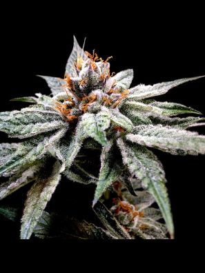 DNA Genetics - Dj's Gold
