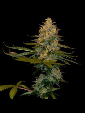 DNA Genetics - Exodus Kush