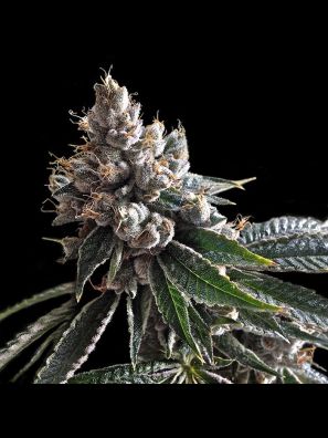 DNA Genetics - Golden Lemons