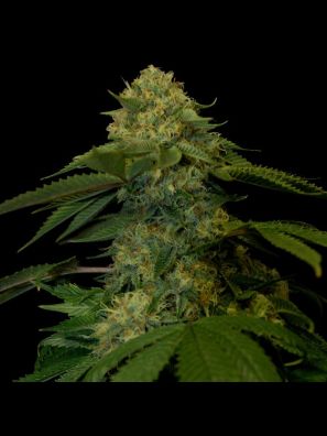 DNA Genetics - Holy Grail Kush