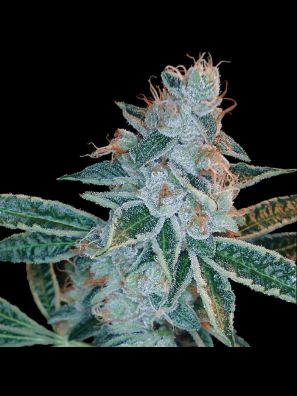 DNA Genetics - Lemon OG Kush