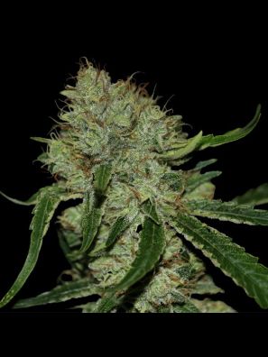 DNA Genetics - Tangilope