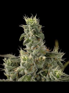 DNA Genetics - Nicole Kush
