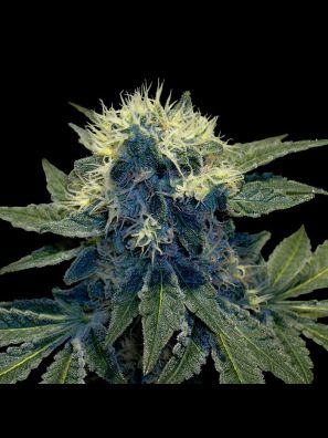 G.Y.O Collection - Sharksbreath