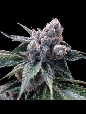 G.Y.O Collection - White Walker Kush