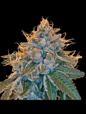 Reserva Privada - Kosher Kush