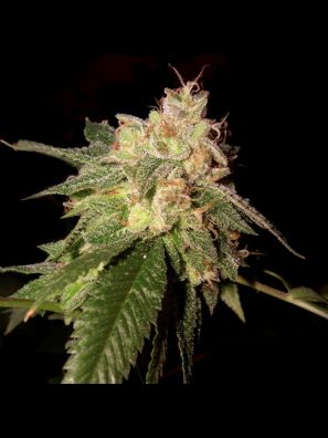 Reserva Privada - OG Kush