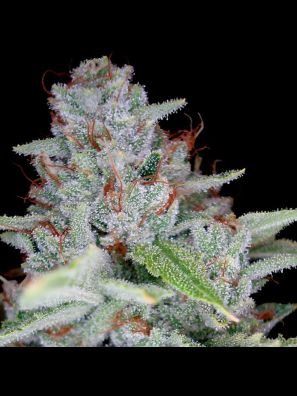 Reserva Privada - Skywalker Kush
