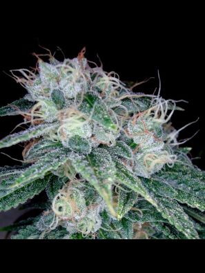 Reserva Privada - Sour Diesel