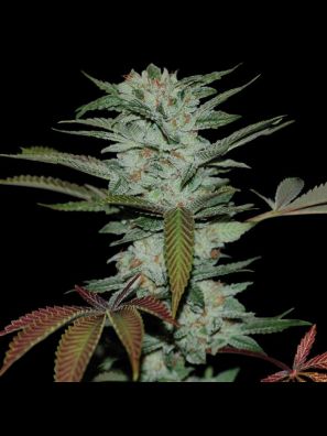 Reserva Privada - Sour Kush