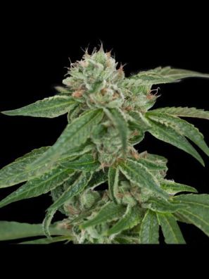Crockett Family Farms - Crockett's Confidential